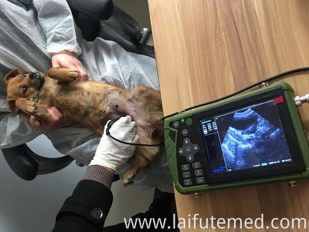 Low Price Good Quality Door Veterinary Monkey Stainless Steel Large Medical Animal Pet Clinic Hospital Dog Cat Animal Vet Oxygen Therapy ICU Cage China Supplier